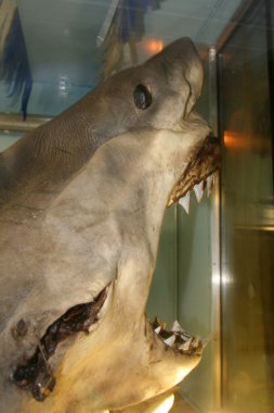 köpekbalıkları, Avustralya