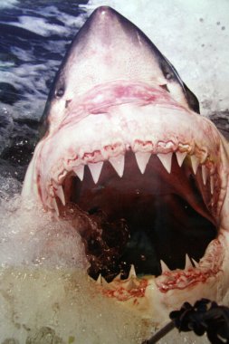 köpekbalıkları, Avustralya