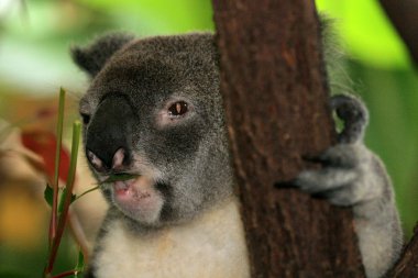 Koala, Avustralya