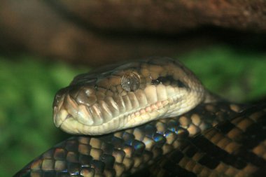 yaban hayatı, Avustralya