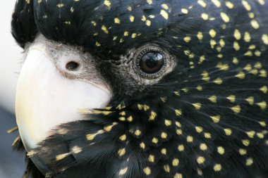 yaban hayatı, Avustralya