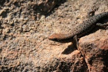 Gecko kertenkele - kırmızı Merkezi, Avustralya