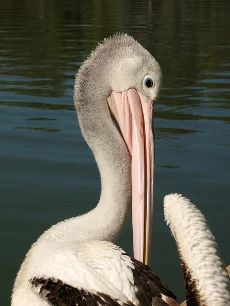 Pelican - Willandra Lakes National Park, UNESCO, Australia — Stock Photo, Image