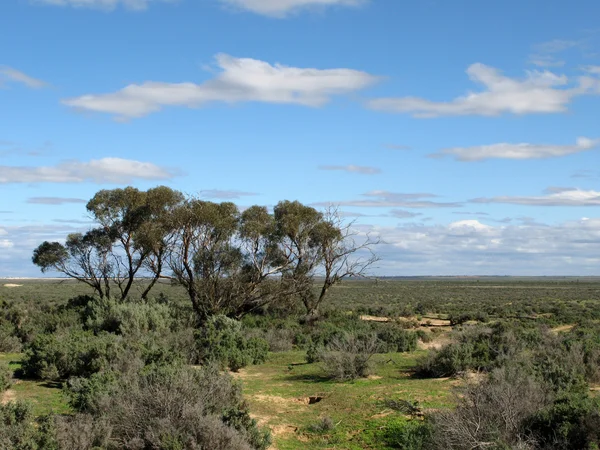 Llanuras herbáceas - Parque Nacional de los Lagos Willandra, UNESCO, Australia — Foto de Stock