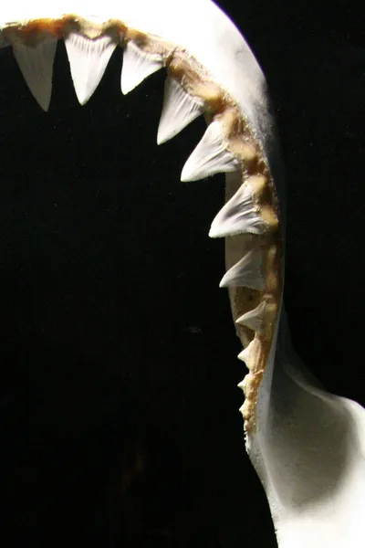 Köpekbalıklarının dişleri, Avustralya — Stok fotoğraf