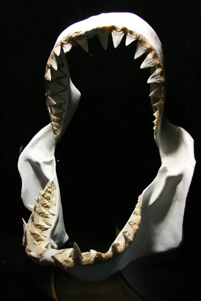 Denti di squali, Australia — Foto Stock