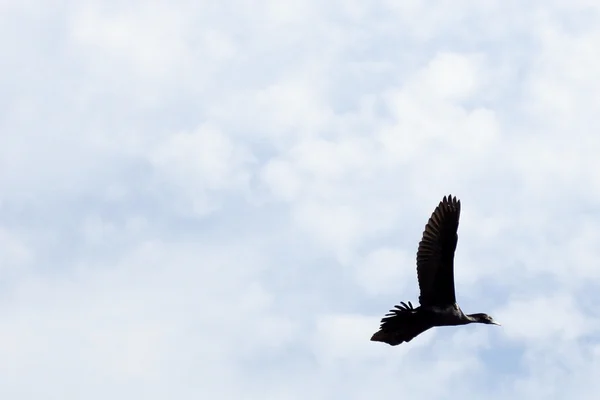 Weißer Ibis - Hyde Park, Sydney, Australien — Stockfoto