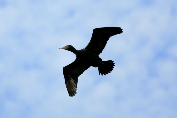 White Ibis - Hyde Park, Sydney, Australia — Stock Photo, Image