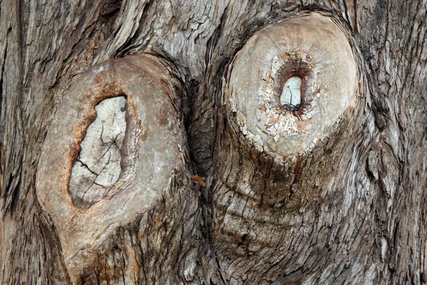 Dwa drzewa jaskółki ptaków — Zdjęcie stockowe