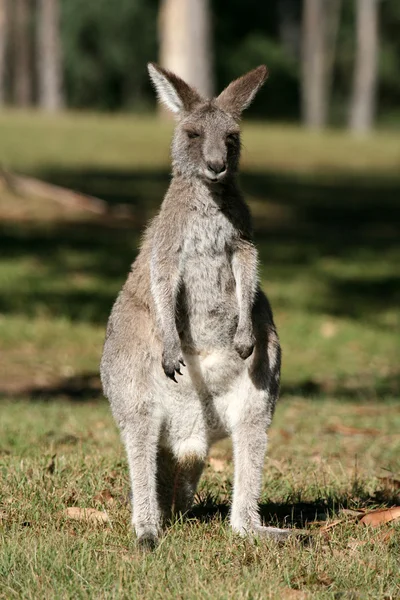 Canguro grigio, Australia — Foto Stock