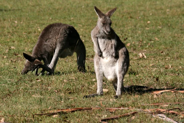 Canguru cinzento, Austrália — Fotografia de Stock