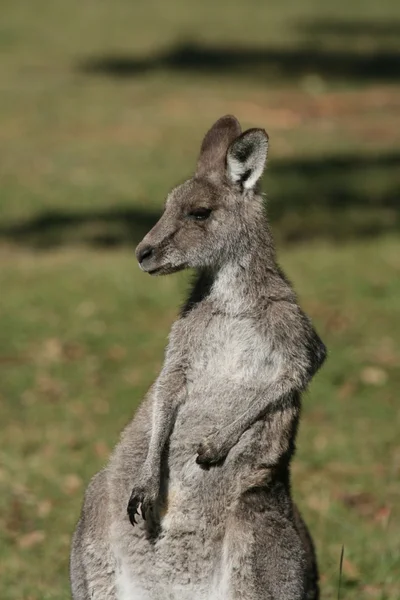 灰色袋鼠澳大利亚 — 图库照片