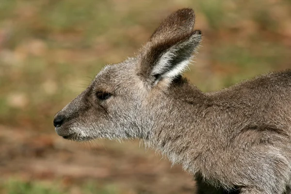 オーストラリアの灰色のカンガルー — ストック写真