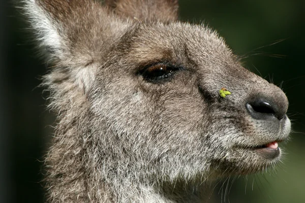 Сірий кенгуру, Об'єднані Арабські Емірати — стокове фото
