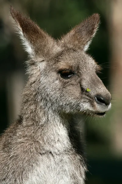 Сірий кенгуру, Об'єднані Арабські Емірати — стокове фото