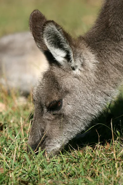 Canguro gris, Australia — Foto de Stock