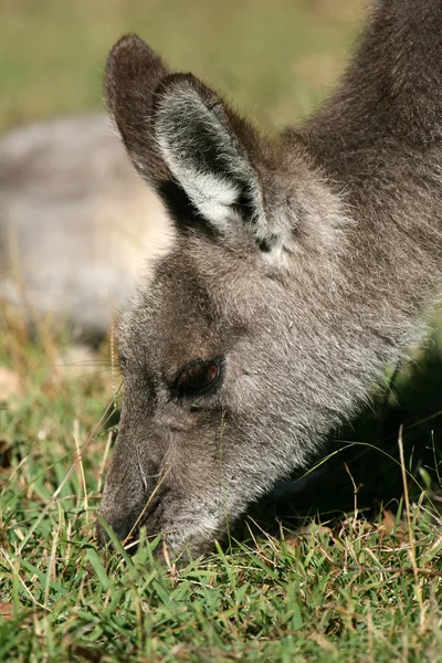 Grijze reuzenkangoeroe, Australië — Stockfoto