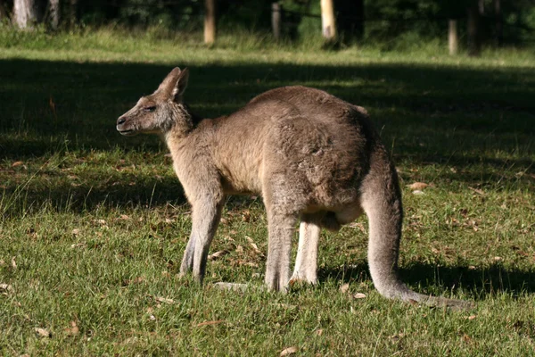 Canguro gris, Australia — Foto de Stock