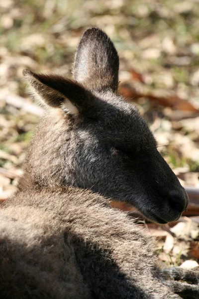 Grijze reuzenkangoeroe, Australië — Stockfoto