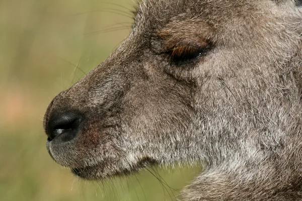 Grijze reuzenkangoeroe, Australië — Stockfoto