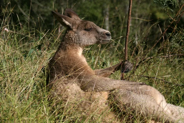 Canguru cinzento, Austrália — Fotografia de Stock