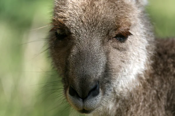 Gri kanguru, Avustralya — Stok fotoğraf