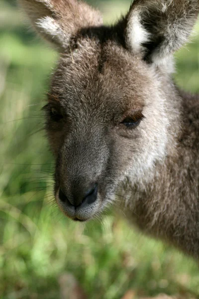 Grey Kangaroo, Australie — Photo