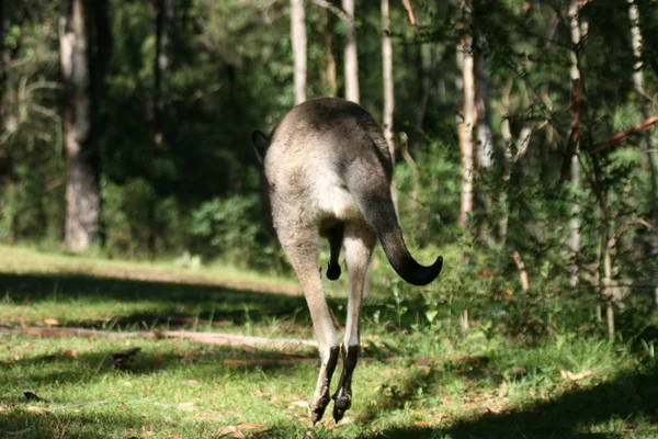 Šedá klokan, Austrálie — Stock fotografie