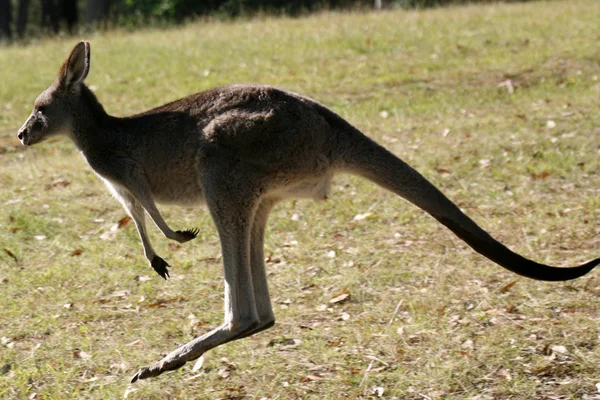 Canguru cinzento, Austrália — Fotografia de Stock
