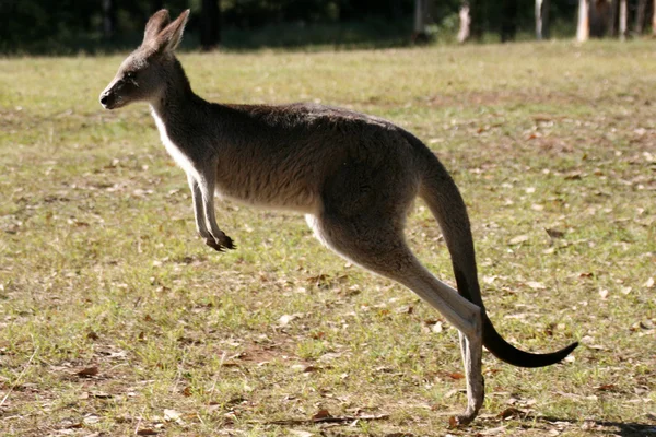 Canguro gris, Australia — Foto de Stock