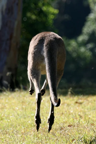 Canguro gris, Australia —  Fotos de Stock