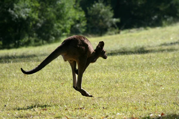 Grey Kangaroo, Australie — Photo