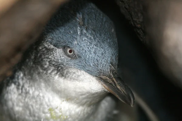 Pinguim de fadas - St Kilda, Melbourne, Austrália — Fotografia de Stock