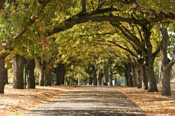 Walkway, Carlton Gardens, Melbourne, Austrália — Fotografia de Stock