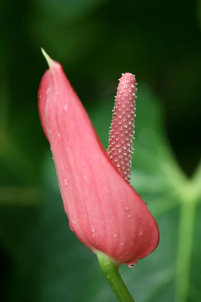 Blommor - fitzroy trädgårdar, melbourne, Australien — Stockfoto