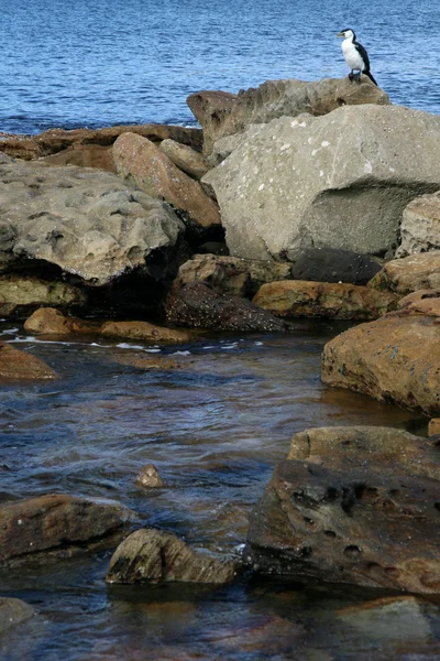 Deniz kenarındaki Kaya oluşumları - Botany Körfezi, Sydney, Avustralya — Stok fotoğraf