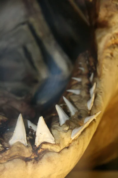Cápák fogak, Ausztrália — Stock Fotó