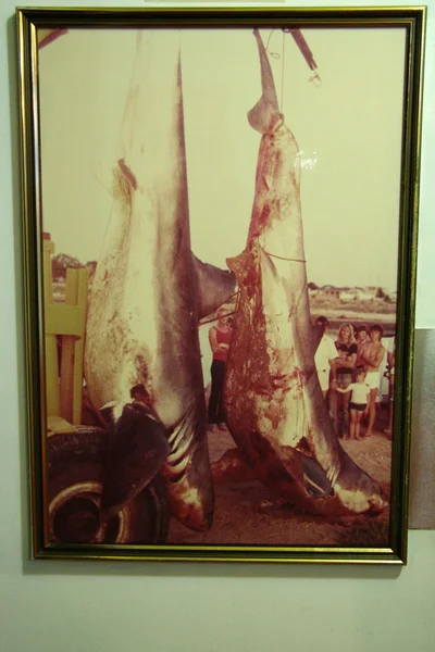 Sharks, Australia — Stock Photo, Image