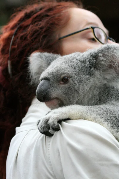 Koala, Australie — Photo