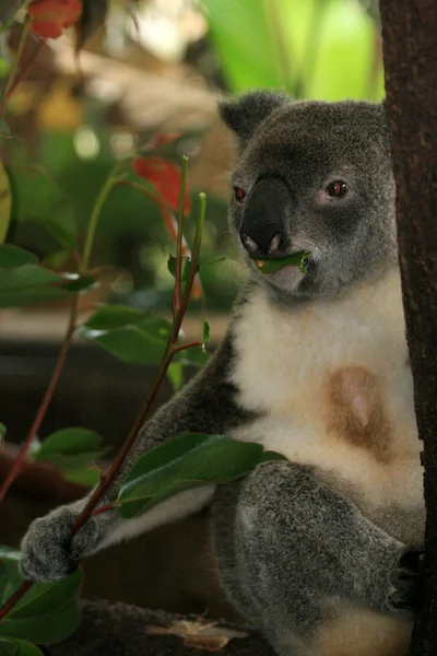 Koala, Australie — Photo