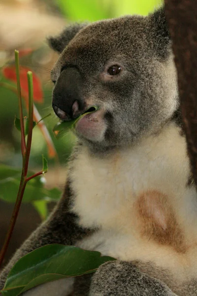 无尾熊澳大利亚 — 图库照片