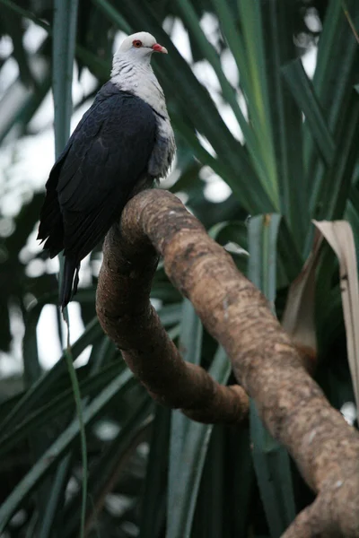 Fauna selvatica, Australia — Foto Stock