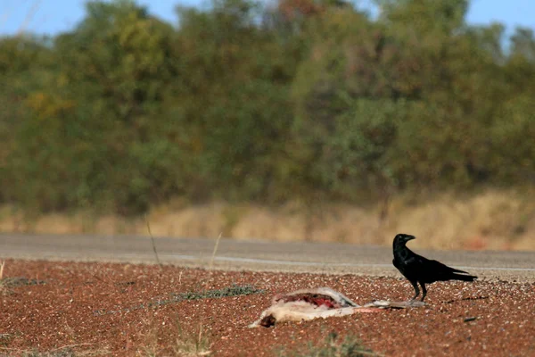 Canguro muerto - El Centro Rojo, Australia — Foto de Stock