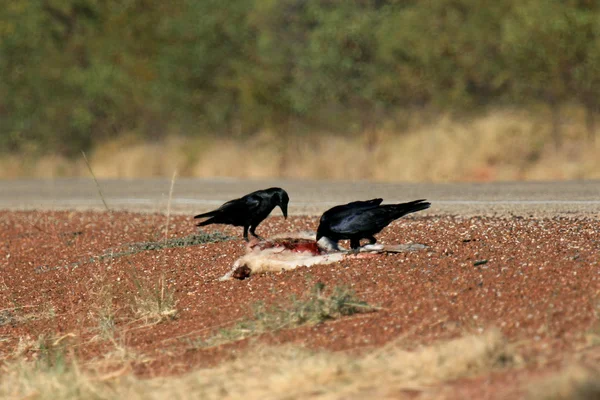 Canguro muerto - El Centro Rojo, Australia — Foto de Stock