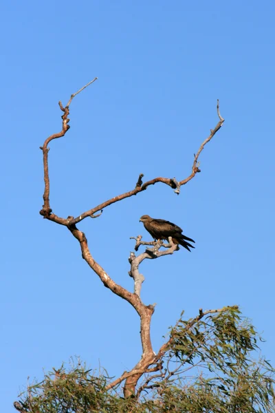 Bird of Prey - El Centro Rojo, Australia — Foto de Stock