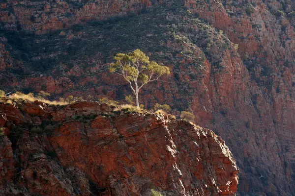 Lone Tree - Ormiston Gorge, Austrália — Fotografia de Stock