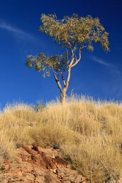 Einsamer Baum - Ormiston Gorge, Australien — Stockfoto