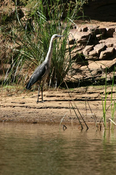 Oiseau - Gorge d'Ormiston, Australie — Photo