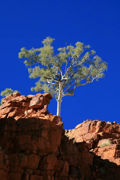 Albero solitario - ormiston gorge, australia — Foto Stock