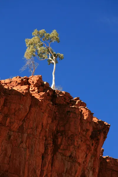 Lone tree - Linköping gorge, Australien — Stockfoto